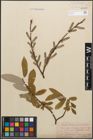 Foto von Salix caprea L. x Salix purpurea L.